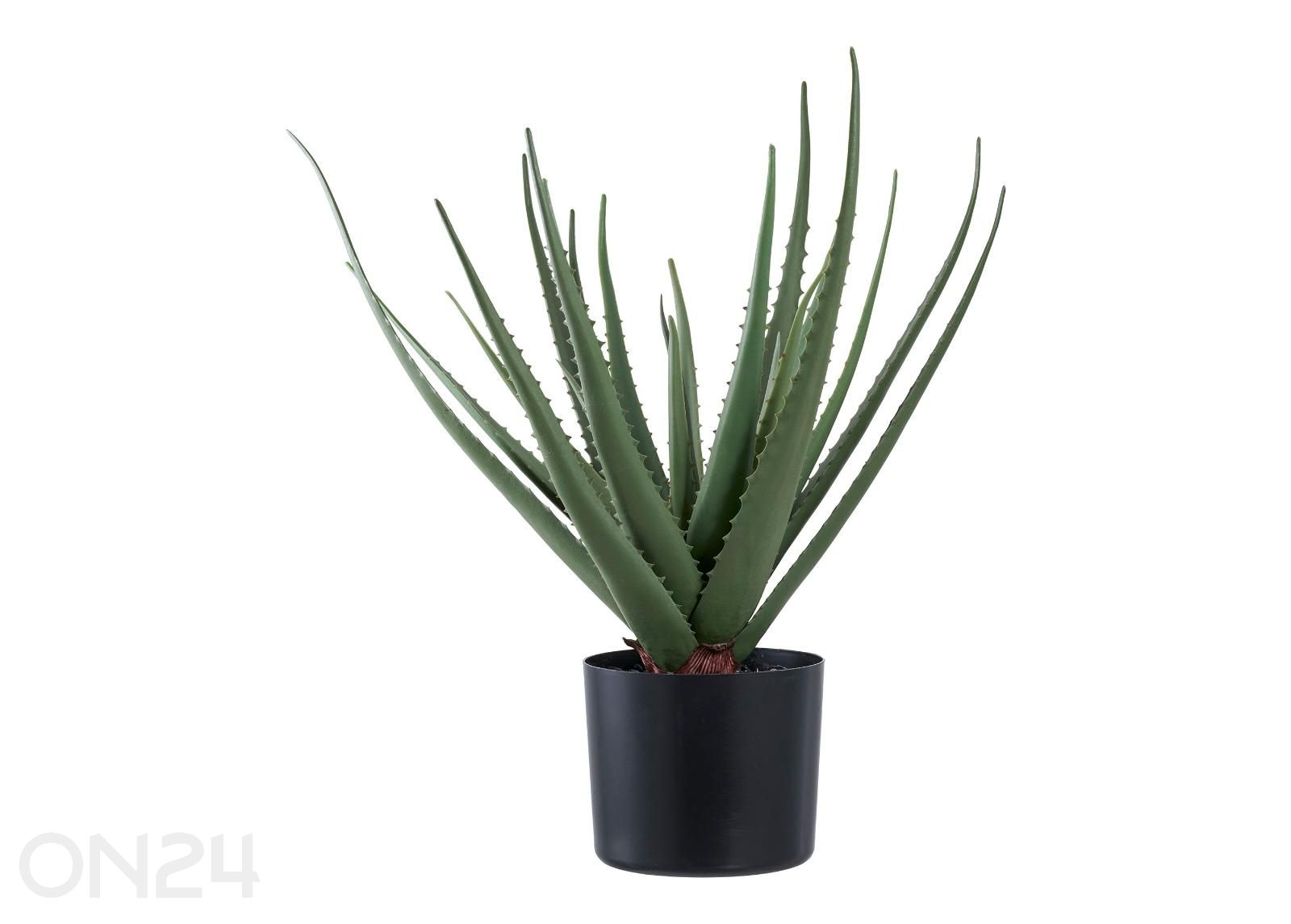 Aloe Vera 1 tk suurendatud