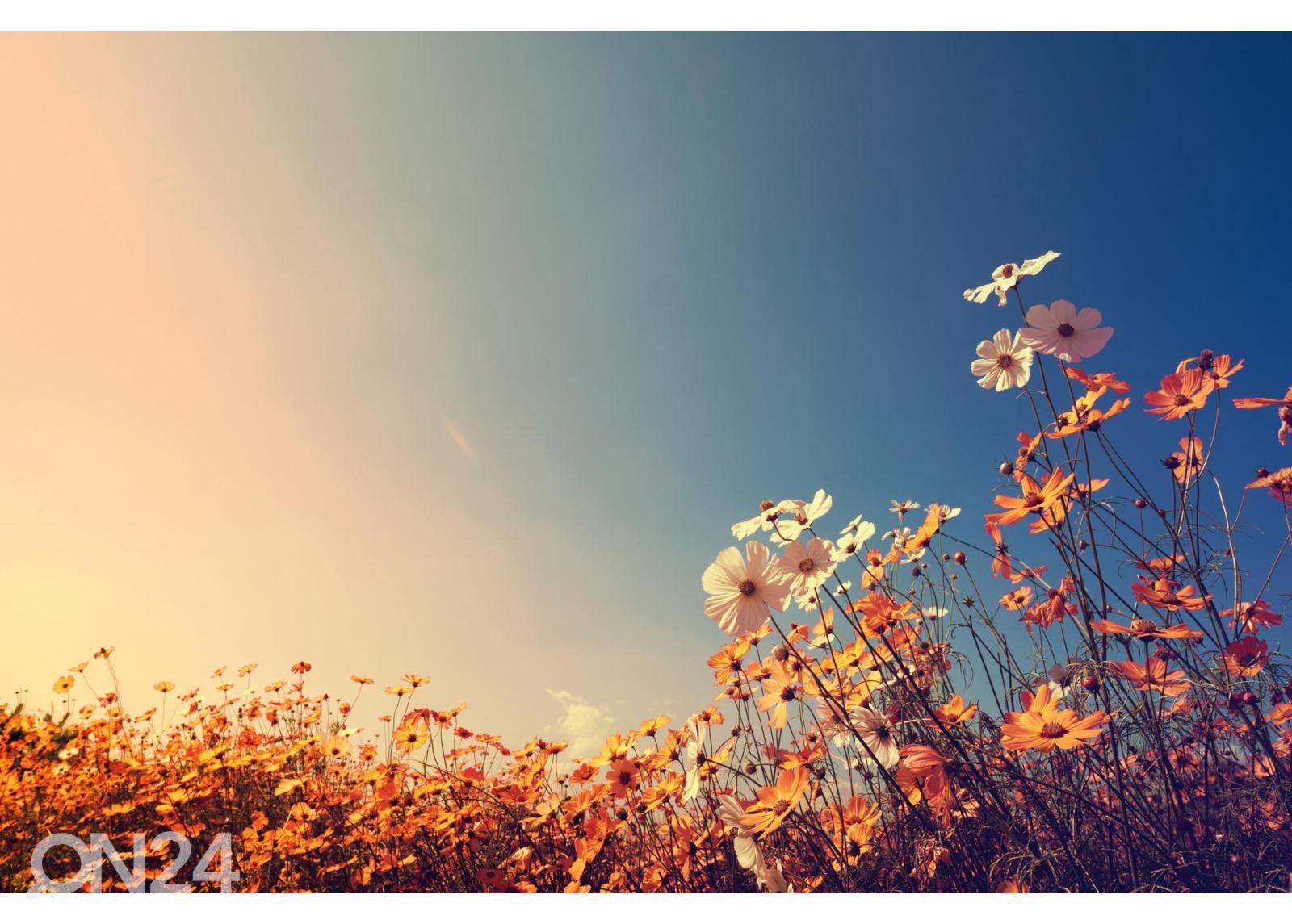 Fliis fototapeet Beautiful Cosmos Flower suurendatud