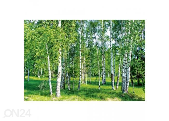 Fliis fototapeet Birch grow 375x250 cm suurendatud