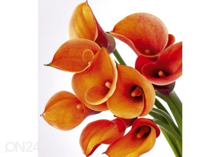 Fliis fototapeet Calla 225x250 cm suurendatud