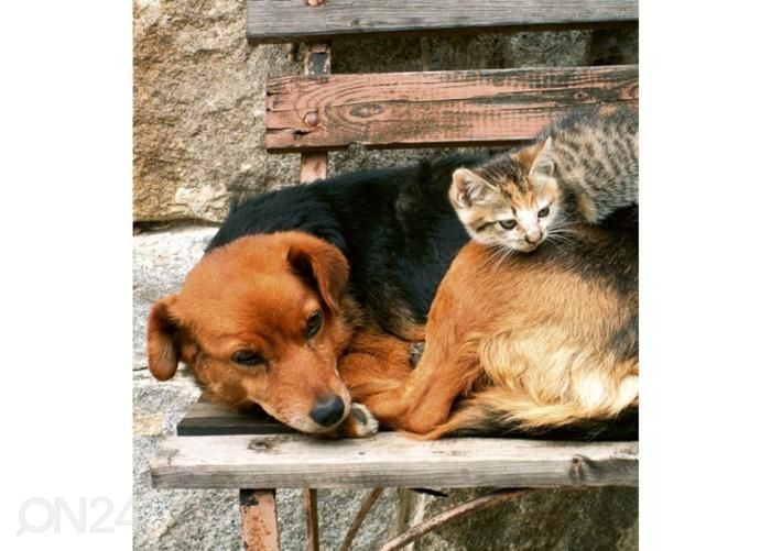 Fliis fototapeet Cat and dog 225x250 cm suurendatud