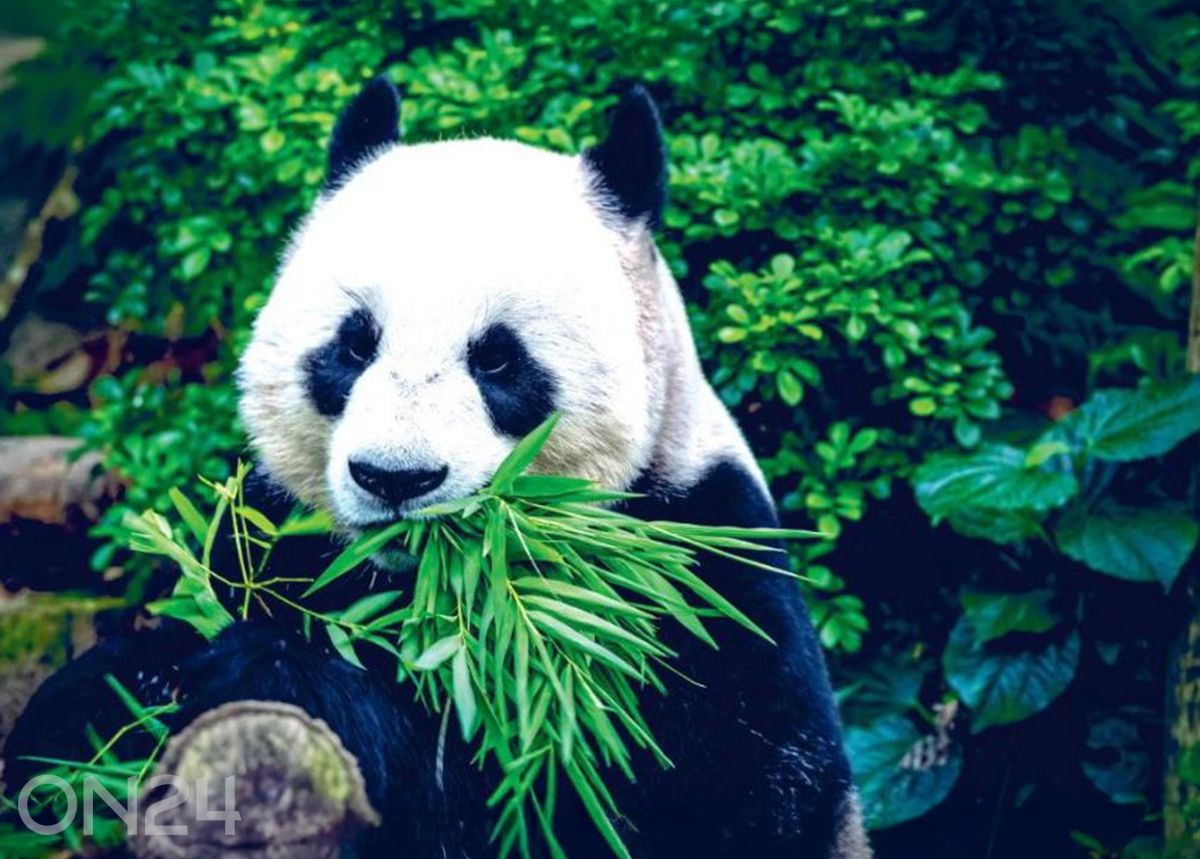 Fliis fototapeet Giant Panda 368x254 cm suurendatud