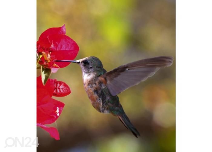 Fliis fototapeet Hummingbird 225x250 cm suurendatud