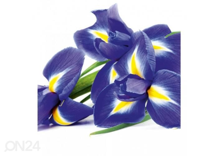 Fliis fototapeet Iris 225x250 cm suurendatud