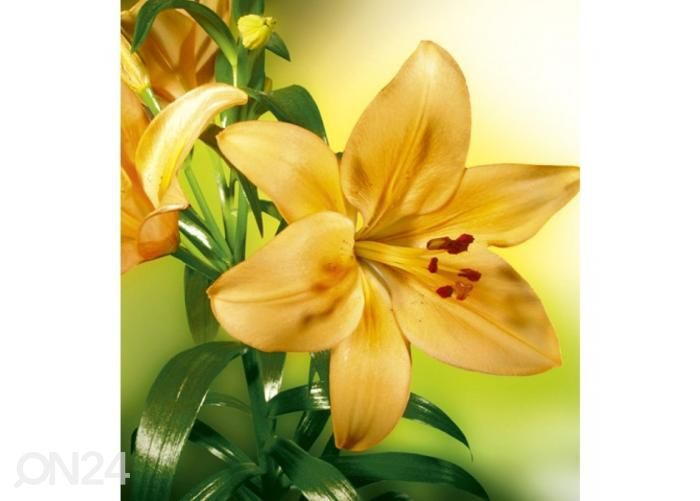 Fliis fototapeet Lily 225x250 cm suurendatud