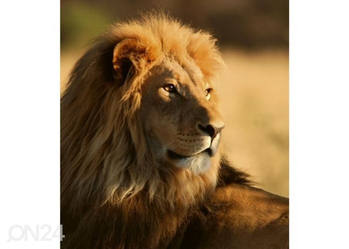 Fliis fototapeet Lion 225x250 cm suurendatud