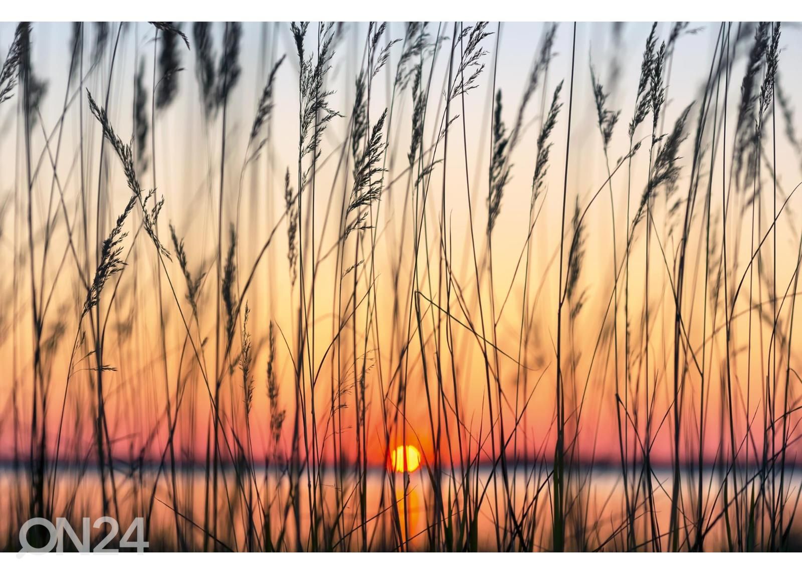 Fliis fototapeet Reed  suurendatud