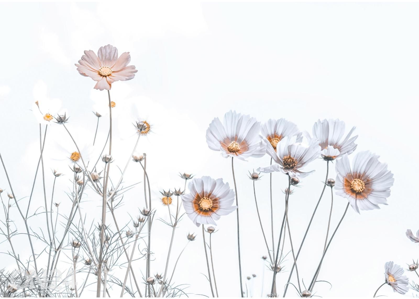 Fliis fototapeet Soft Flowers suurendatud