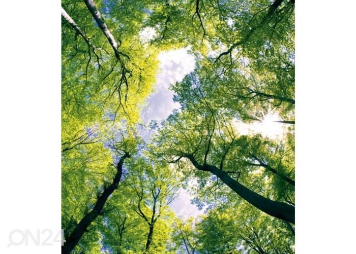 Fliis fototapeet Trees 225x250 cm suurendatud