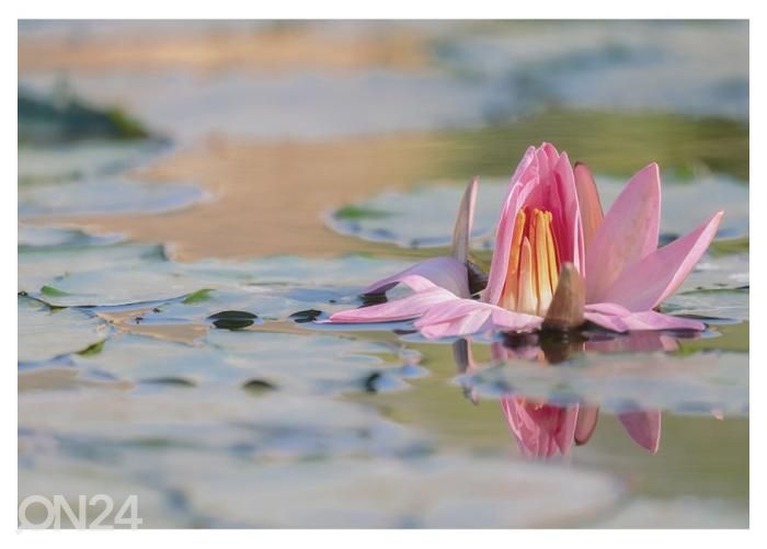 Fliis fototapeet Water Lily 400x260 cm suurendatud