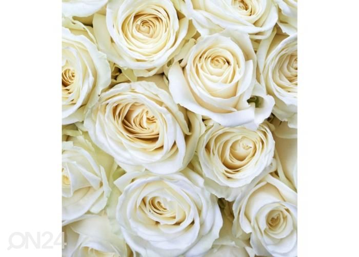 Fliis fototapeet White roses 225x250 cm suurendatud