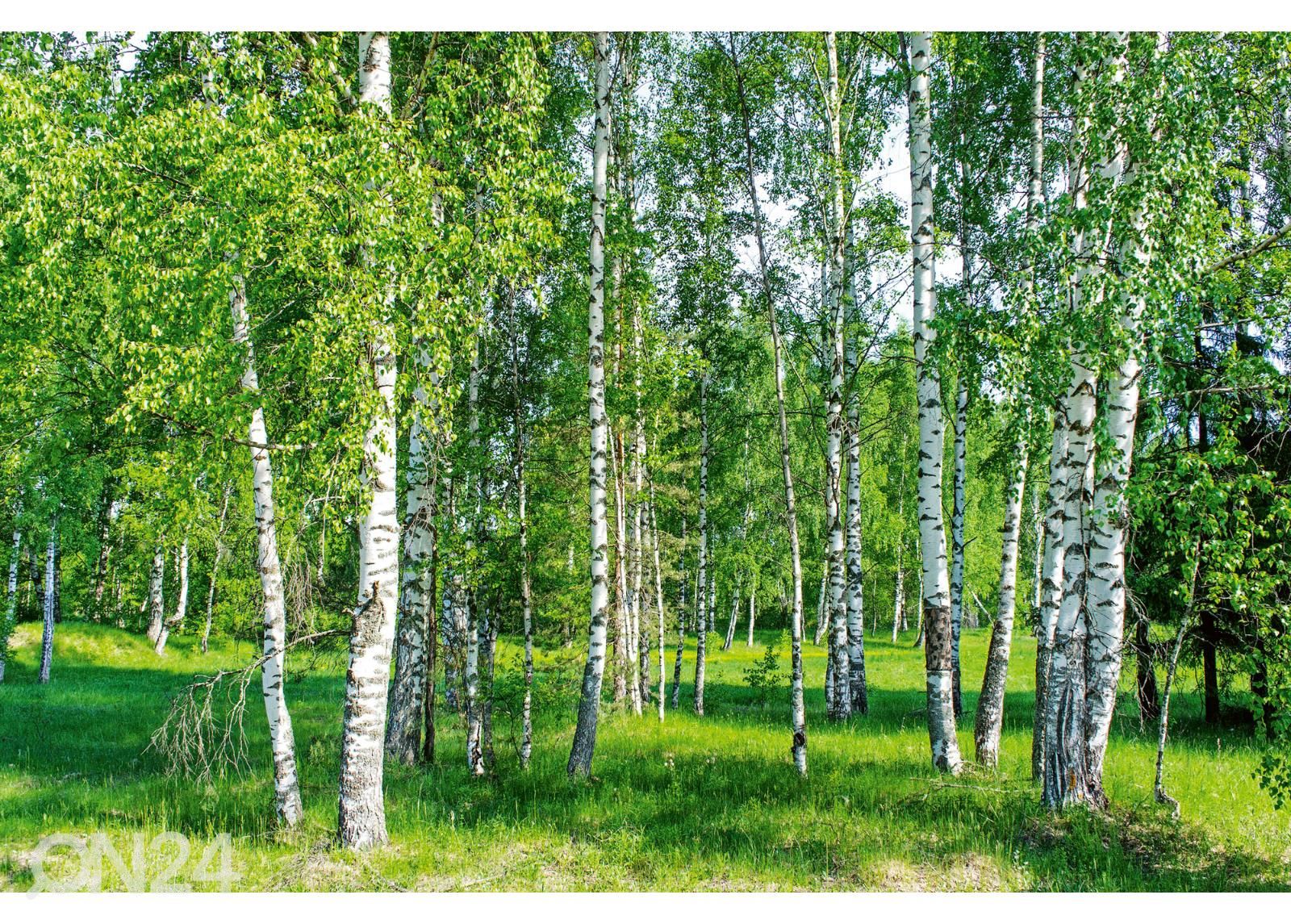 Isekleepuv fototapeet Wall Mural Birch Grow suurendatud
