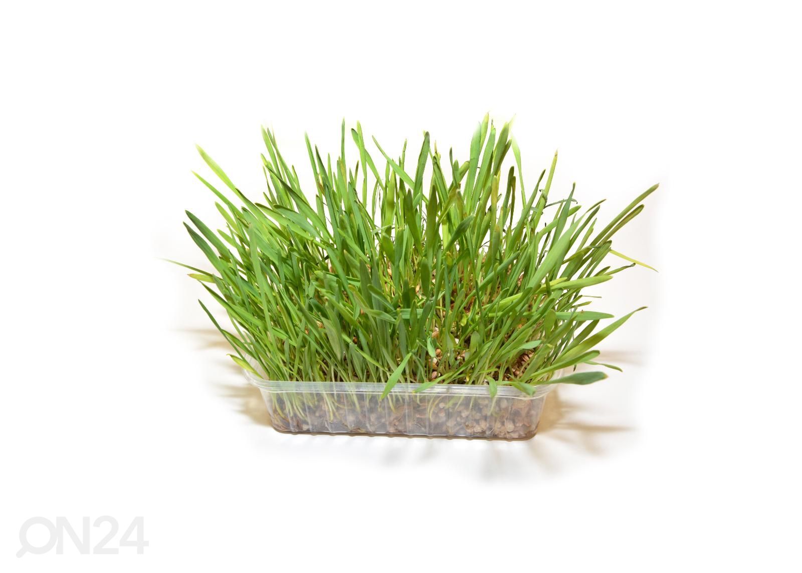 Kassi muru 100 g suurendatud