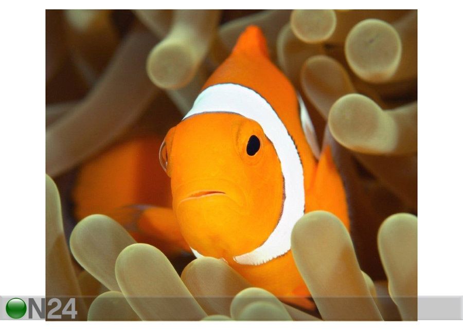 Pilt A Clown Anemonefish 72x60 cm suurendatud