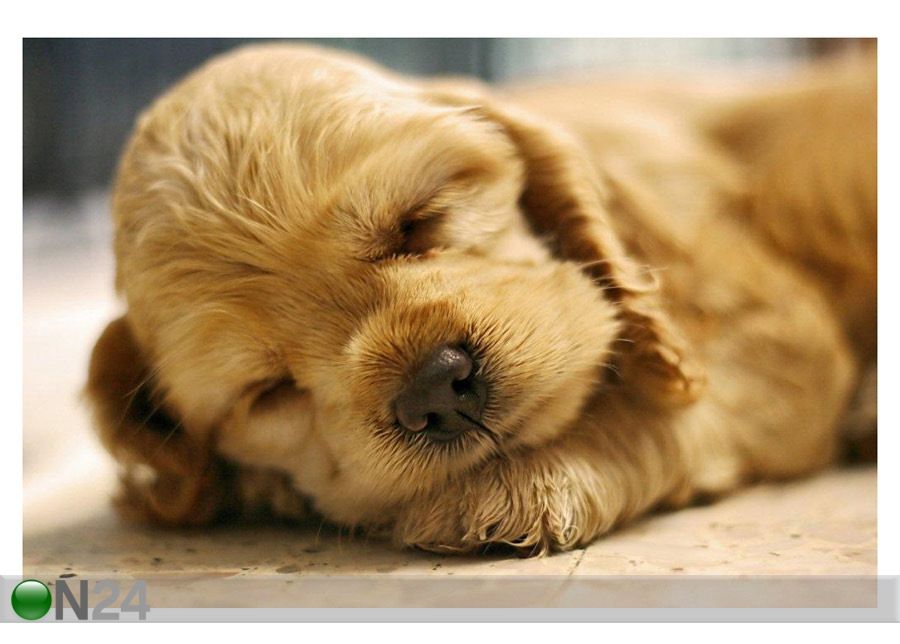 Pilt A Dog Sleeping 150x100 cm suurendatud