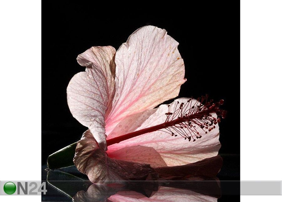 Pilt Ailhouette of a Flower 70x71 cm suurendatud