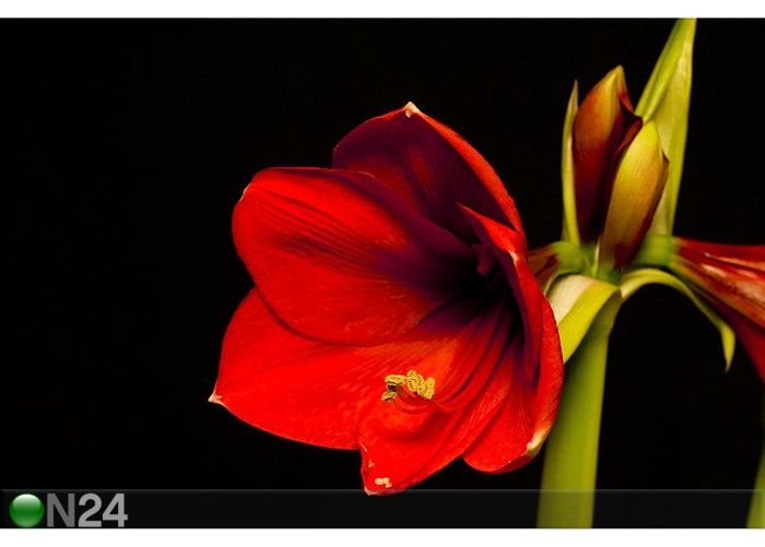Pilt An Amaryllis Flower 60x40 cm suurendatud