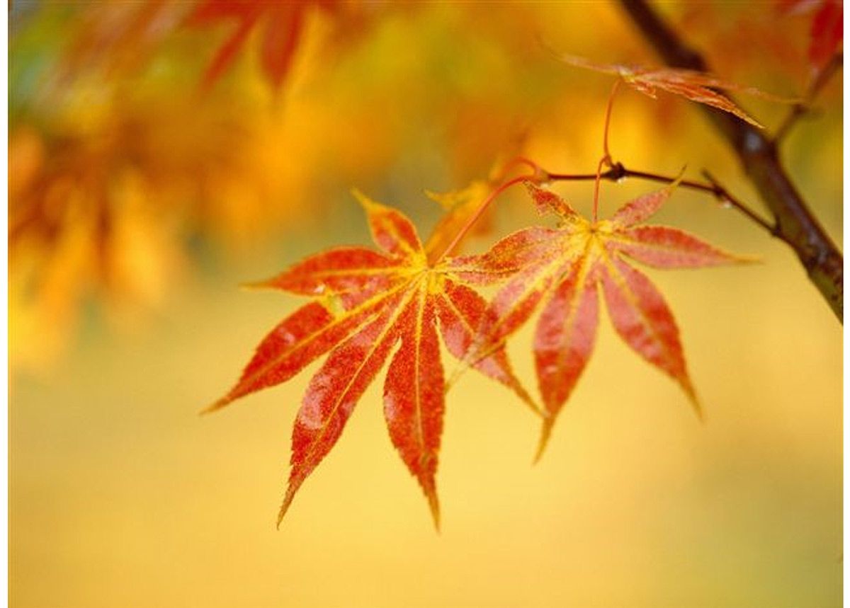 Pilt Autumn Scenery 55x40 m suurendatud