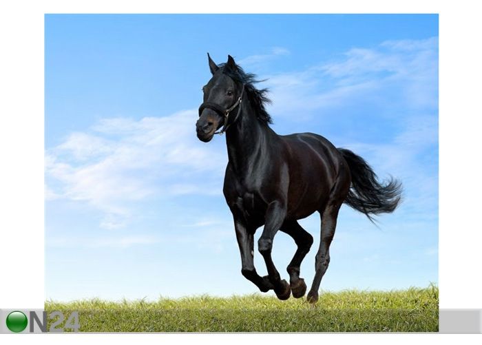 Pilt Black Horse 136x110 cm suurendatud