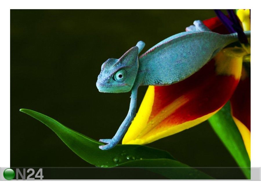 Pilt Chameleon 141x100 cm suurendatud