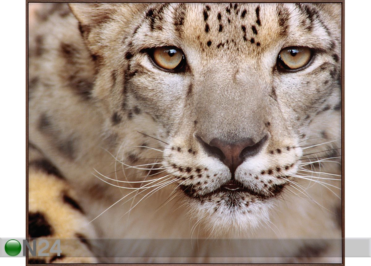 Pilt Cheetah 103x123 cm suurendatud
