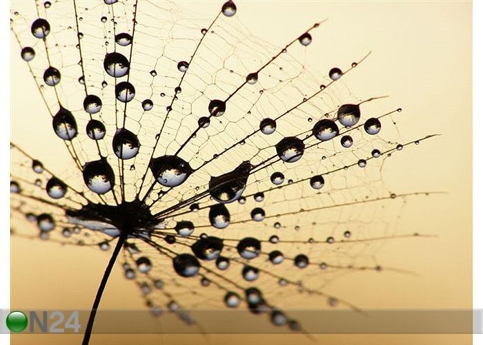 Pilt Close-up of Wet Dandelion Seed 67x50 cm suurendatud