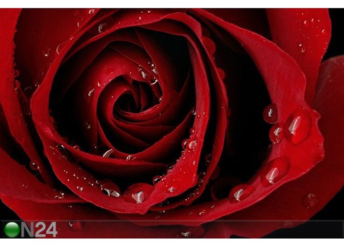 Pilt Dark Red Rose With Water Droplets 105x70 cm suurendatud