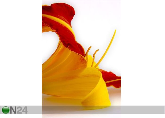 Pilt Daylili 70x105 cm suurendatud