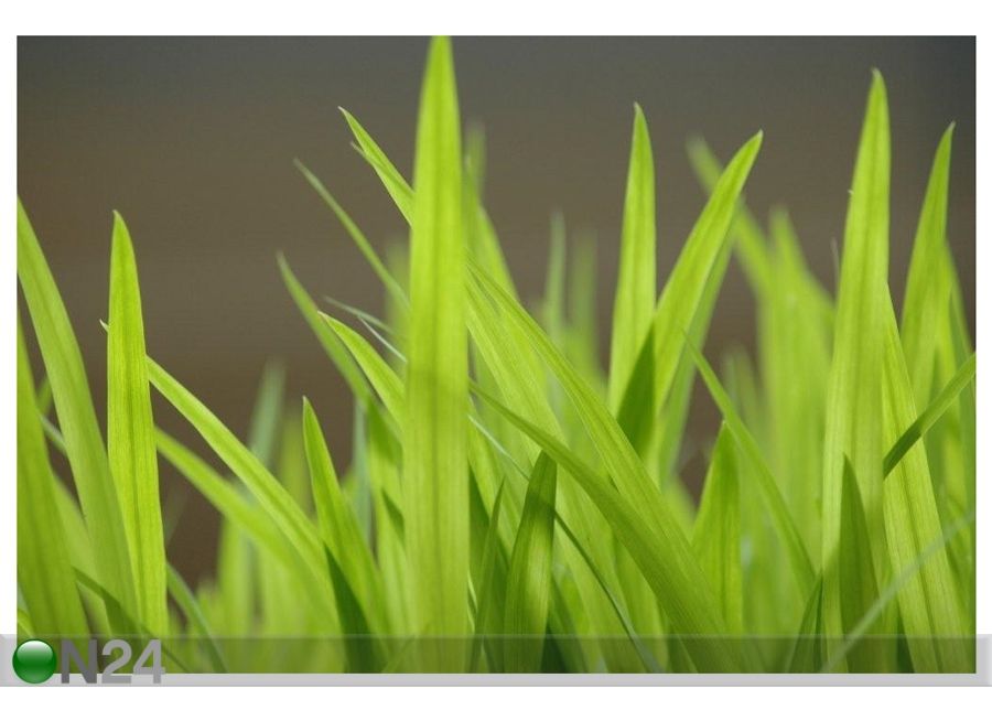 Pilt Grass 150x100 cm suurendatud