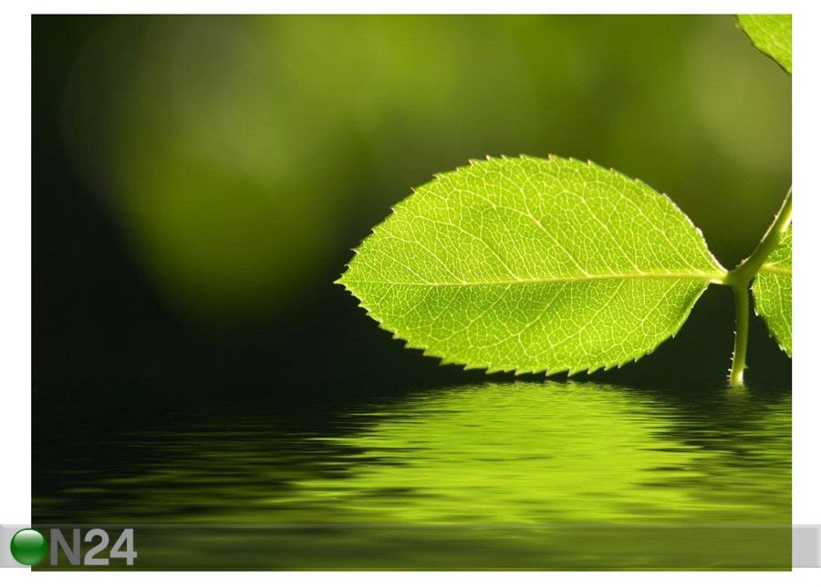 Pilt Green Leaves and Reflection in Water 164x120 cm suurendatud