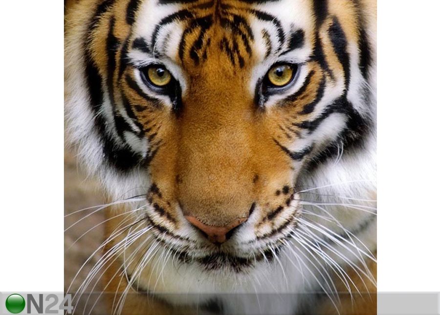 Pilt lõuendil Tiiger 50x50 cm suurendatud