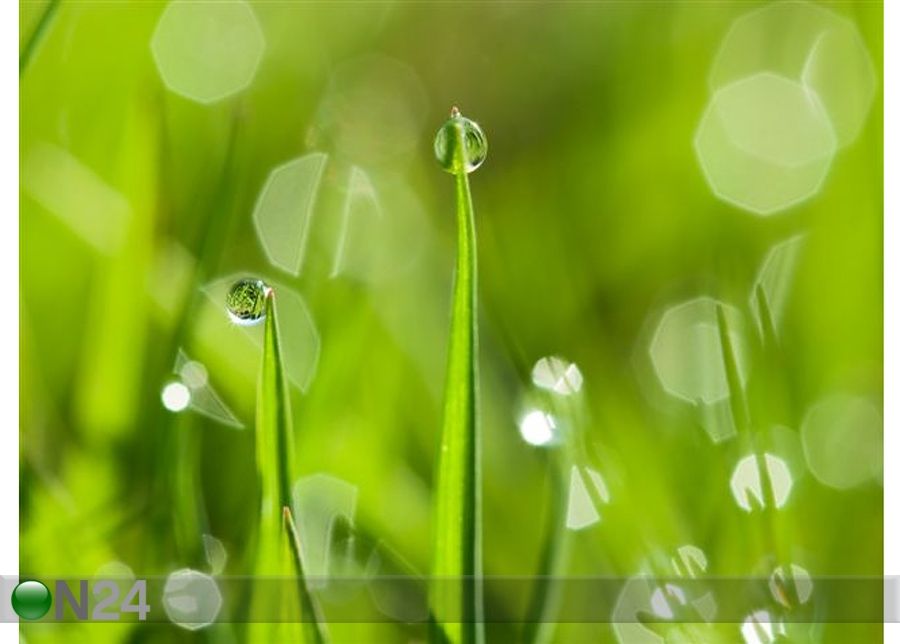 Pilt Morning Dew Drops 147x110 cm suurendatud
