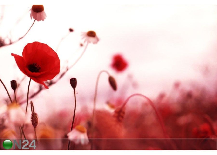 Pilt Poppy Field 119x80 cm suurendatud