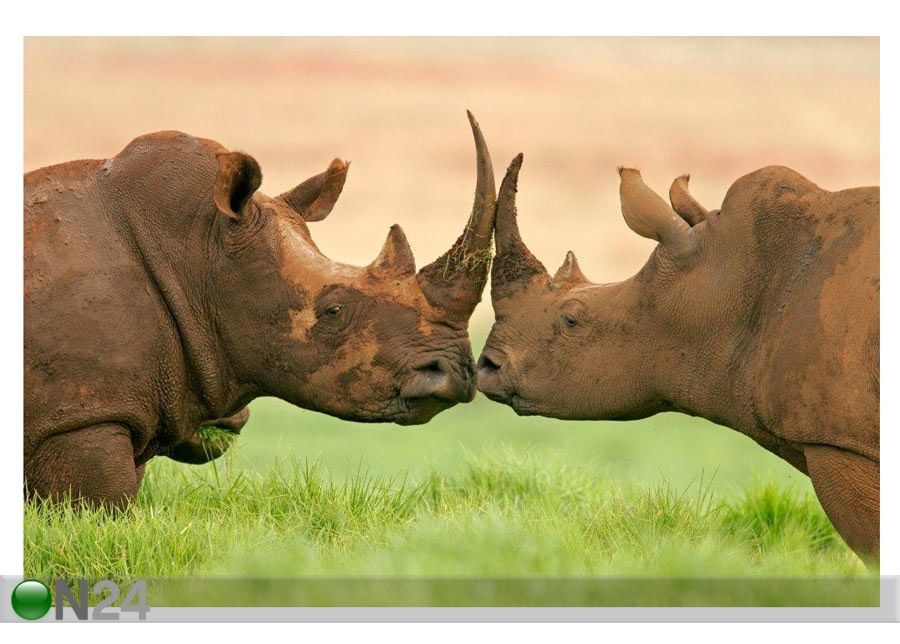 Pilt Portrait of Two White Rhinoceros 75x50 cm suurendatud