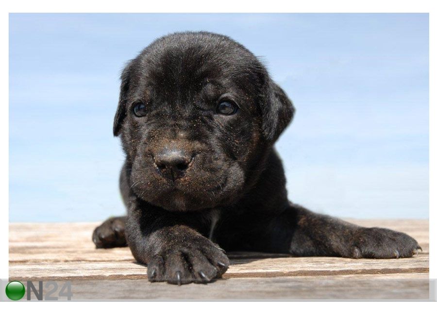Pilt Puppy Cane Corso 1 88x60 cm suurendatud