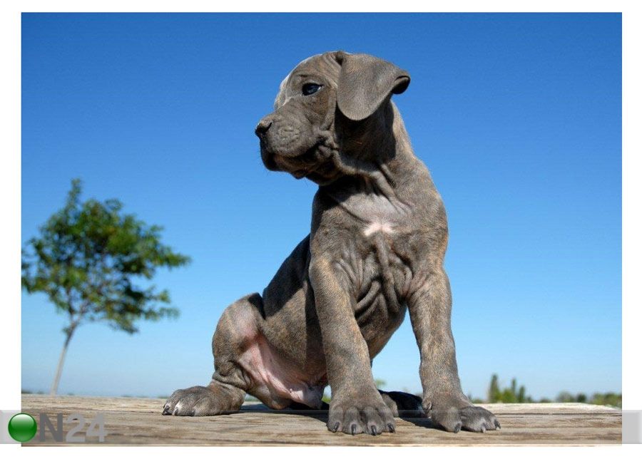 Pilt Puppy Cane Corso 55x40 cm suurendatud