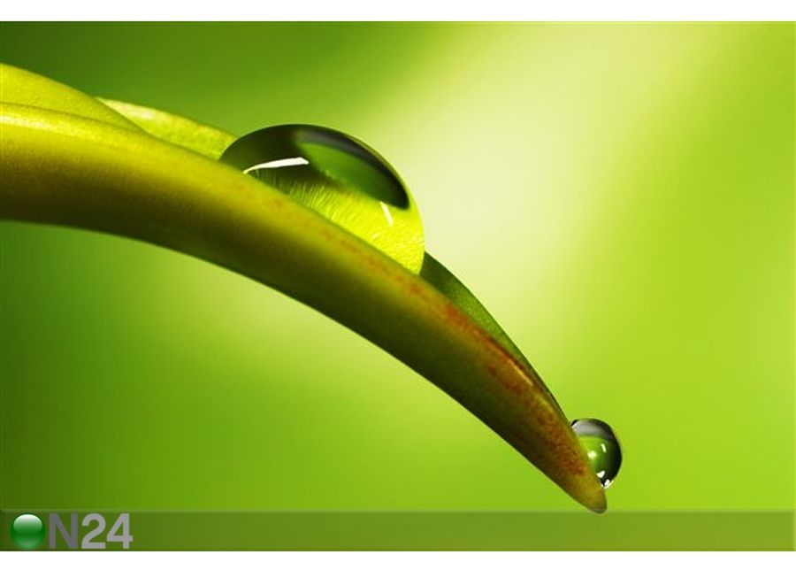Pilt Rain-Drops On the Fresh Shoot 75x50 cm suurendatud