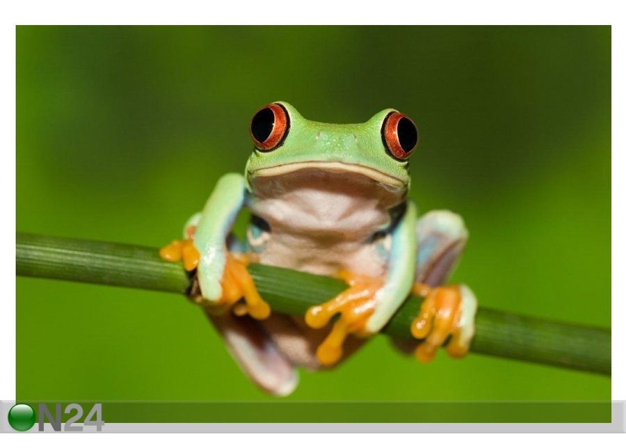 Pilt Red Eyed Tree Frog on Branch 105x70 cm suurendatud