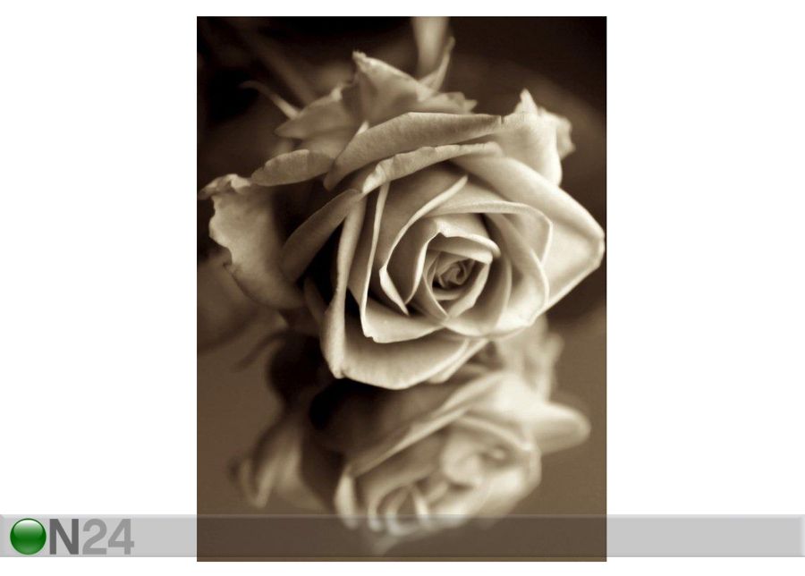 Pilt Sepia Rose 110x146 cm suurendatud
