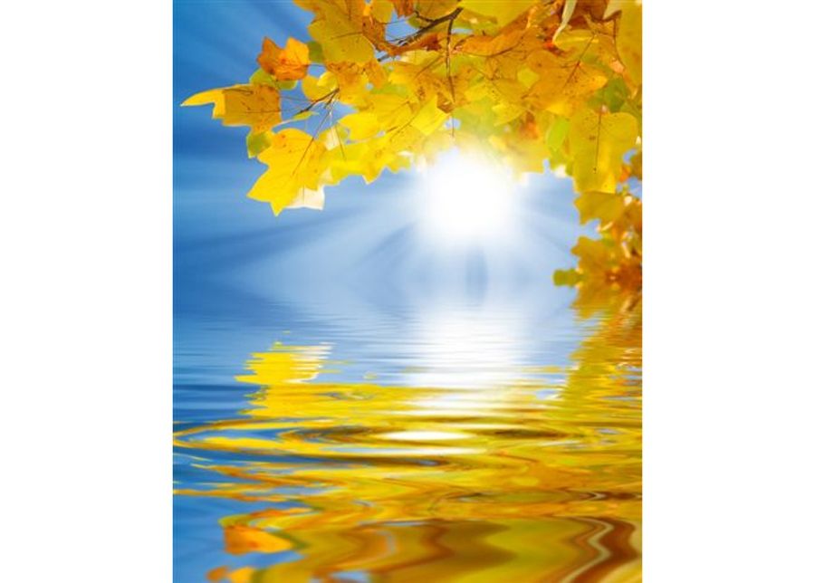 Pilt Yellow Leaves on a Background 60x75 cm suurendatud