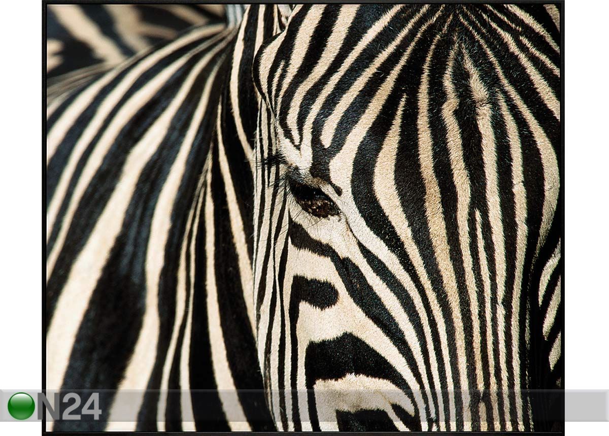 Pilt Zebra 103x123 cm suurendatud mõõdud