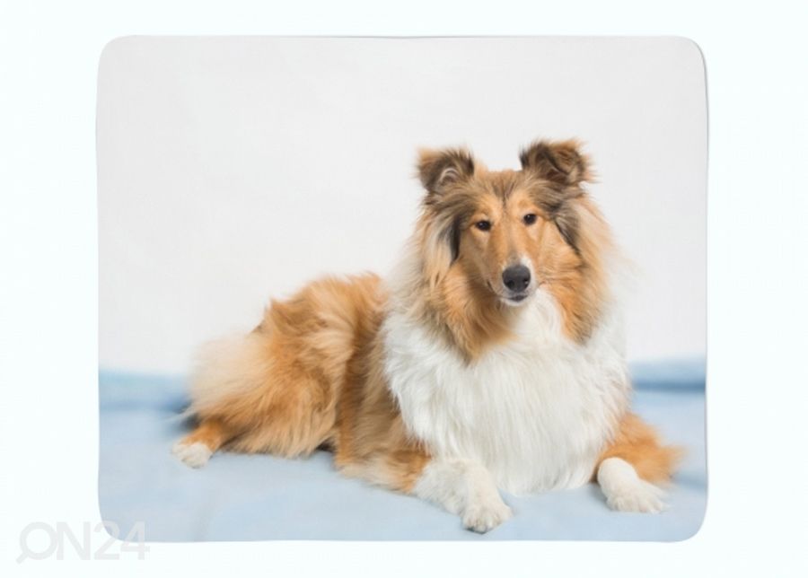 Pleed Beautiful Collie 130x150 cm suurendatud