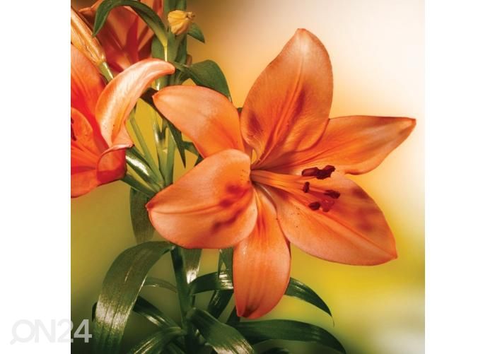 Põrandakleebis Lily 170x170 cm suurendatud