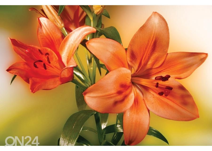 Põrandakleebis Lily 255x170 cm suurendatud
