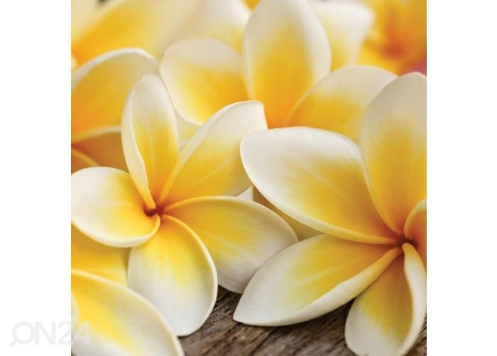 Põrandakleebis Plumeria 170x170 cm suurendatud
