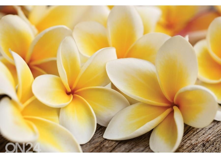 Põrandakleebis Plumeria 255x170 cm suurendatud