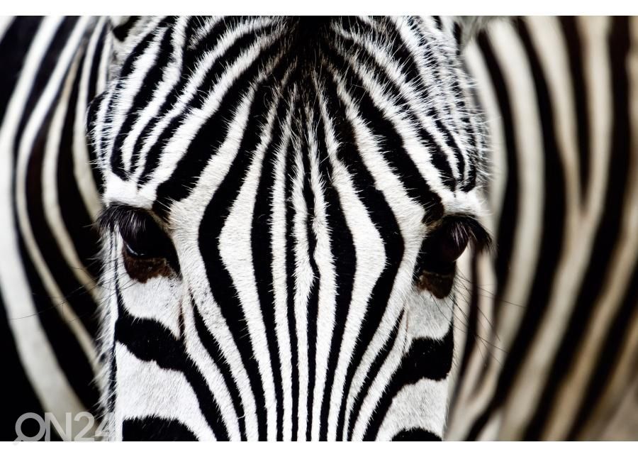 Põrandakleebis Zebra 255x170 cm suurendatud