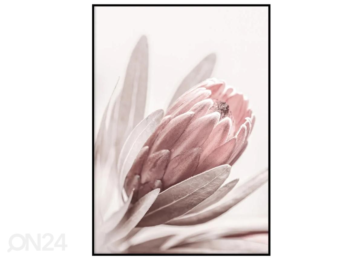 Poster Pastelne protea 70x100 cm suurendatud