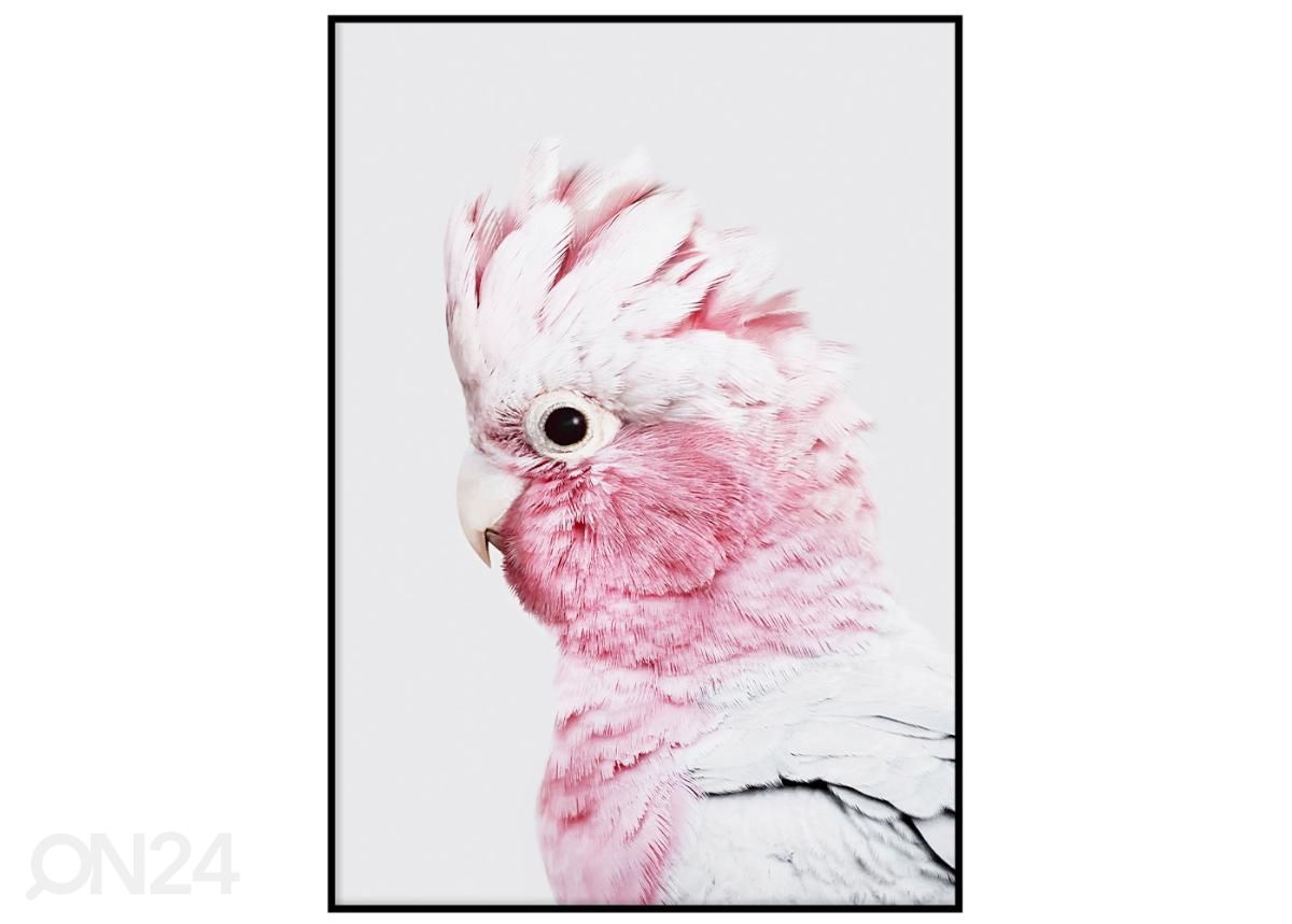 Poster Roosa kakaduu 40x50 cm suurendatud