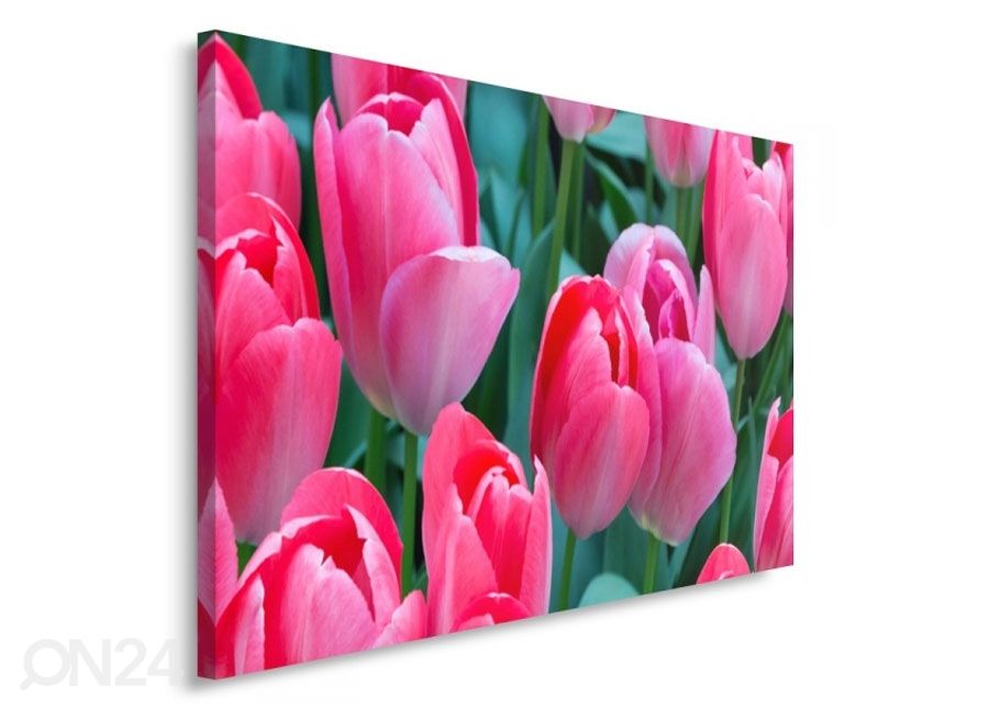 Seinapilt Pink tulips 30x40 cm suurendatud
